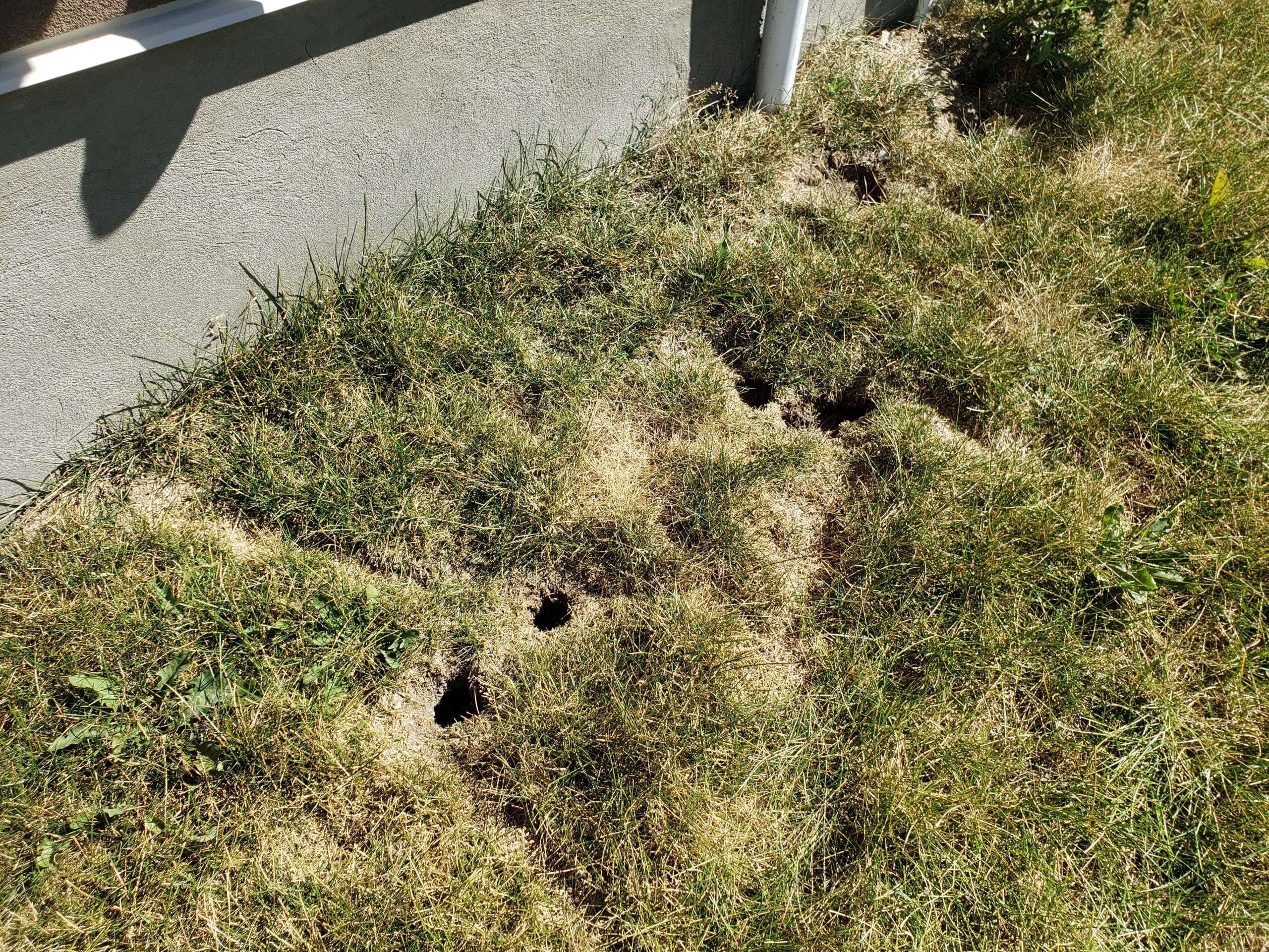Vole damage on a Calgary lawn showing bare patches and surface trails