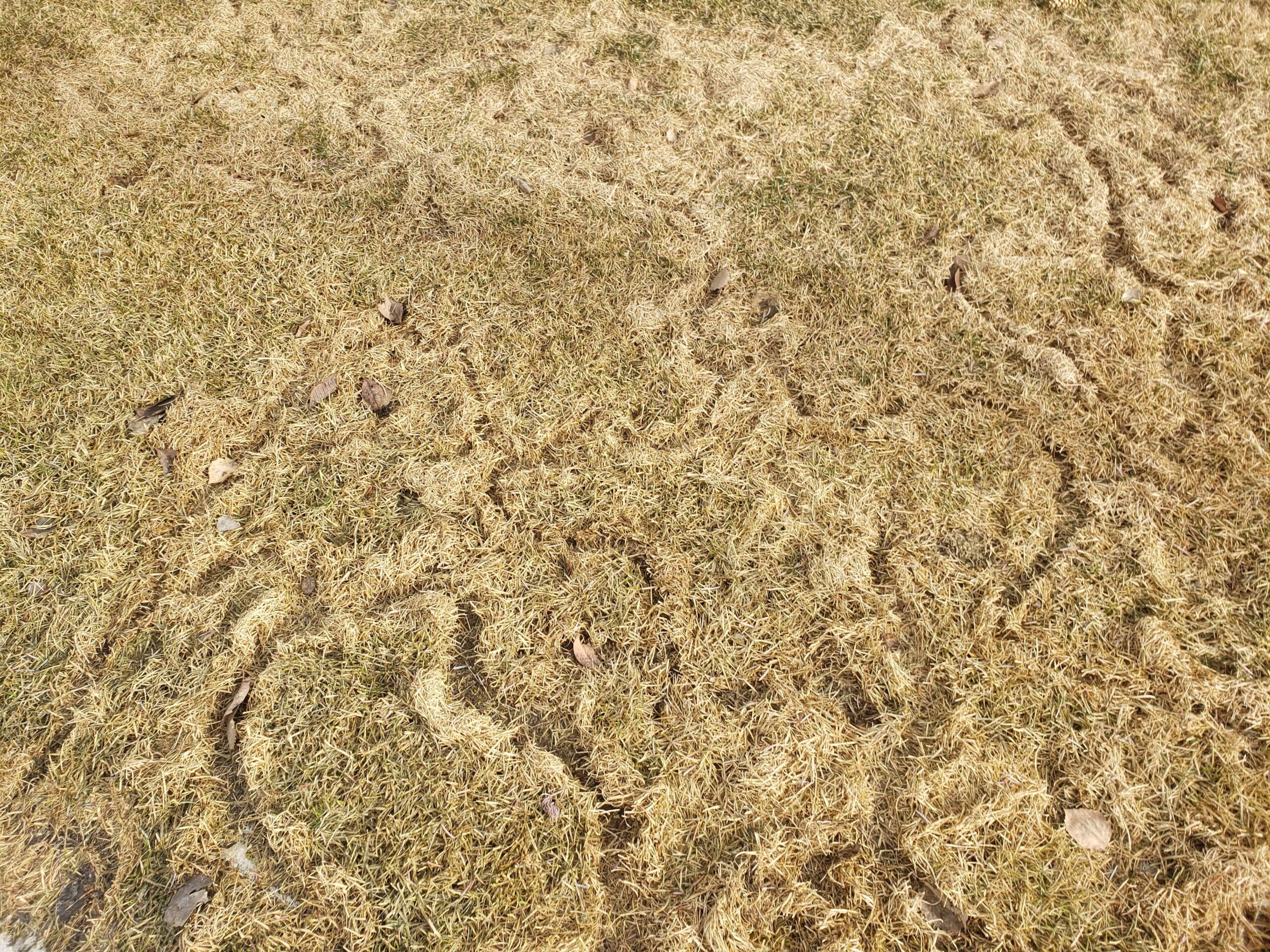 Vole runway trails on a Calgary lawn in early spring