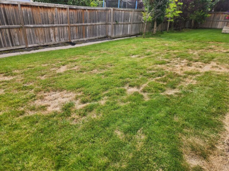 Chinch Bug Control Calgary | Professional Chinch Bug Treatment- 1