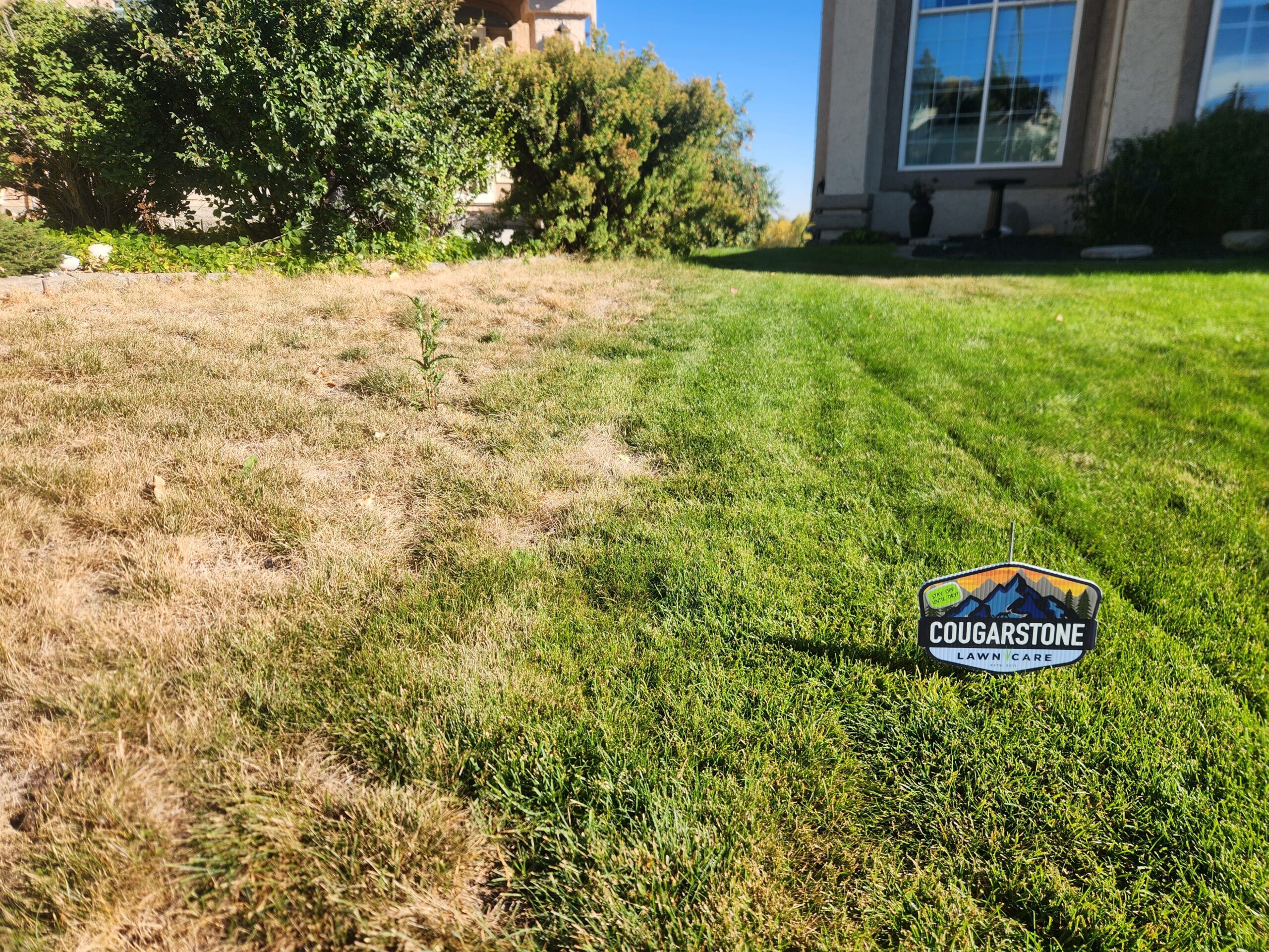 Chinch bug damage identified and treated on a SW Calgary lawn — before and after Cougarstone treatment