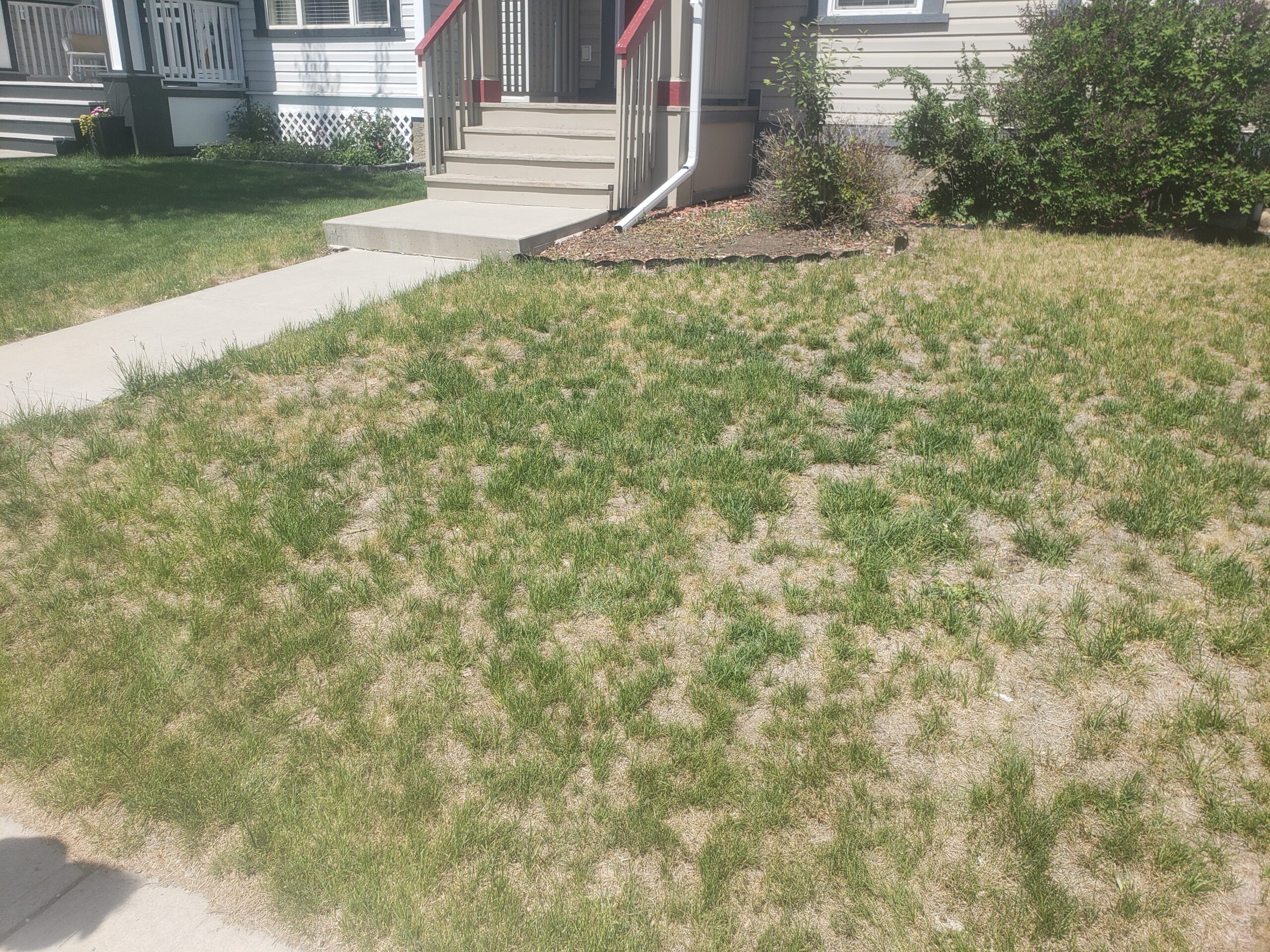 After — chinch bug damage