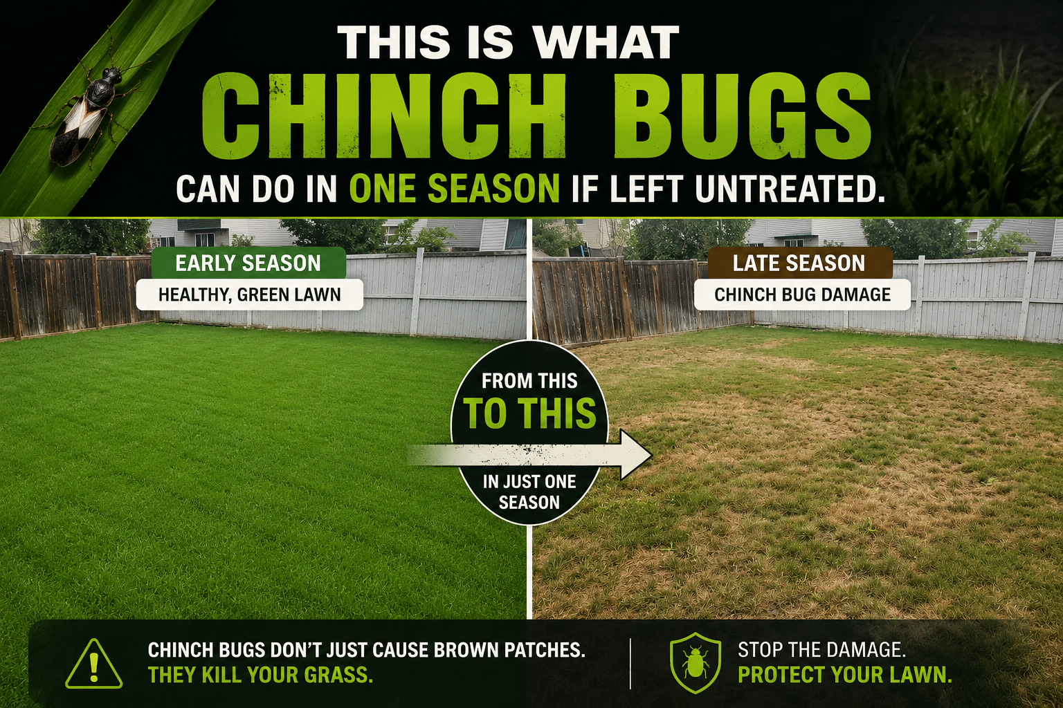 Chinch bug lawn damage — untreated