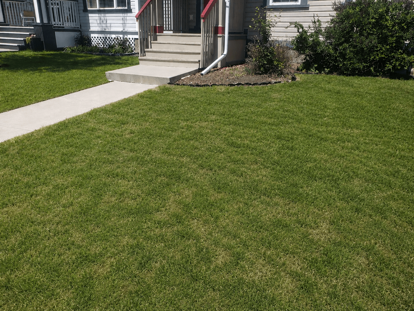 Before — healthy lawn